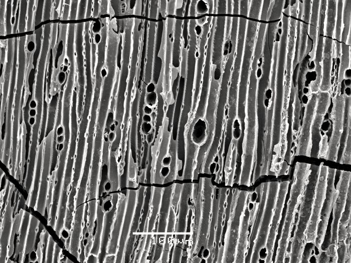 Węgiel drzewny ze strukturą drewna pod Skaningowym Mikroskopem Elektronowym. Fot. Anna Łosiak  