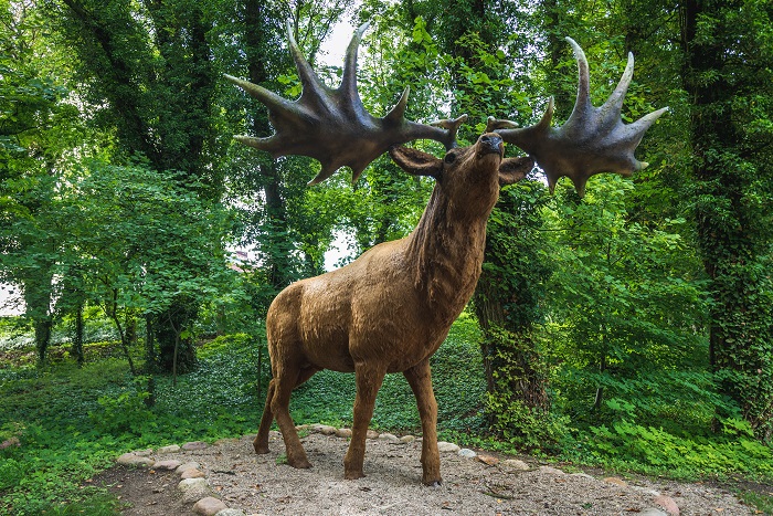 Jeleń olbrzymi lub łoś irlandzki (Megaloceros giganteus) – gatunek wymarłego ssaka z ogromnym porożem; model zwierzęcia obecny jest w Moryniu (Polska)'fot. Adobe Stock