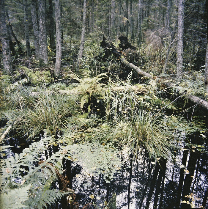 Białowieża 11.1982. Puszcza Białowieska w obrębie Białowieskiego Parku Narodowego. ka PAP/Maciej Musiał