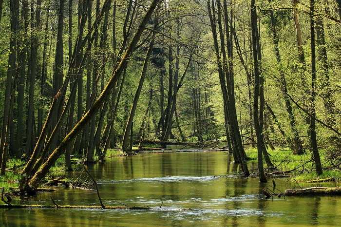 Ruś (woj. warmińsko-mazurskie), 26.04.2014. Wiosna w rezerwacie "Las Warmiński", nad rzeką Łyną, niedaleko miejscowości Ruś (tw/cat) PAP/Tomasz Waszczuk